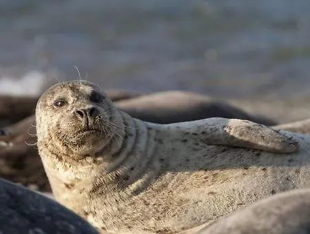 Kemping Wad Noch Anna Paulowna