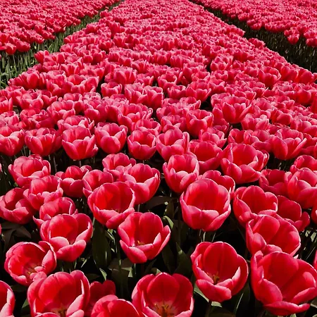 Wad Noch Кемпинг